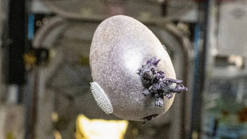 NASA Astronaut Sparks Online Buzz with Photo of Mysterious Purple Organism on ISS