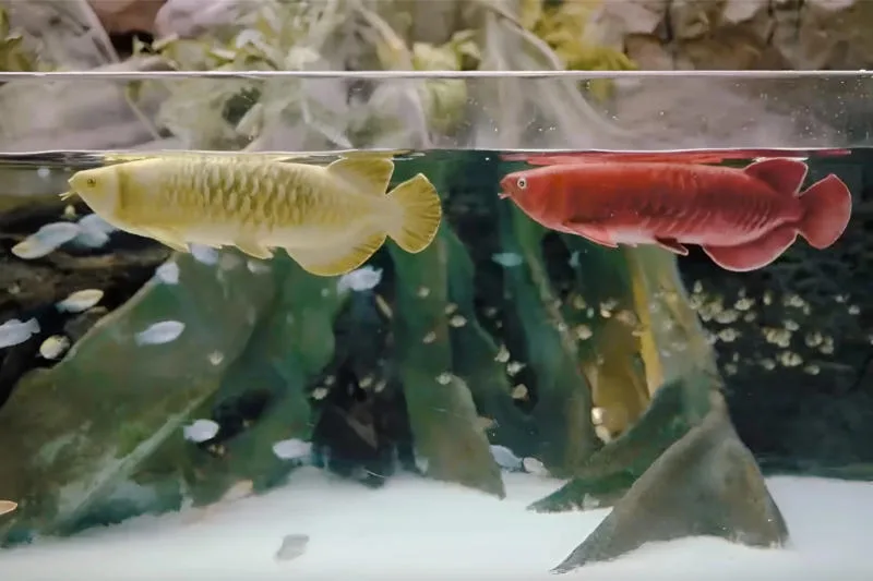 FullDepth Introduces Bionic Arowana, a $5,000 Robotic Fish Alternative for Aquariums