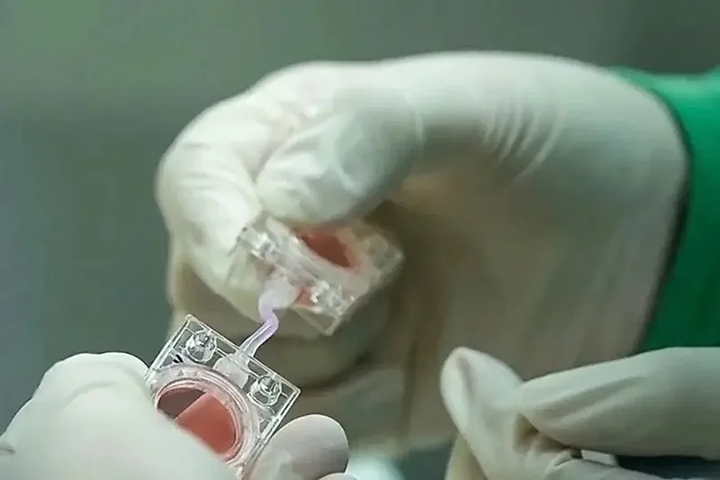China Conducts First Orbital Experiment with Artificial Human Embryos
