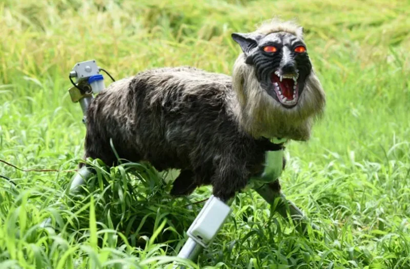 Japan Deploys Robotic Wolves to Deter Bear Encounters and Protect Crops